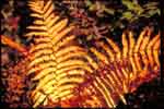 Bracken