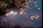 Mullica river