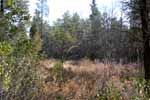 Savanna near end of pond