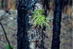 New growth on badly burned pitch pine - 01/04/00