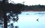 Heron, Atsion Lake 10/18/99