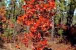 Blackjack oak, Atsion Lake 10/18/99