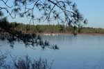 Tundra swans in reservoir - 12/25/99