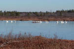 Tundra swans in reservoir - 12/25/99 